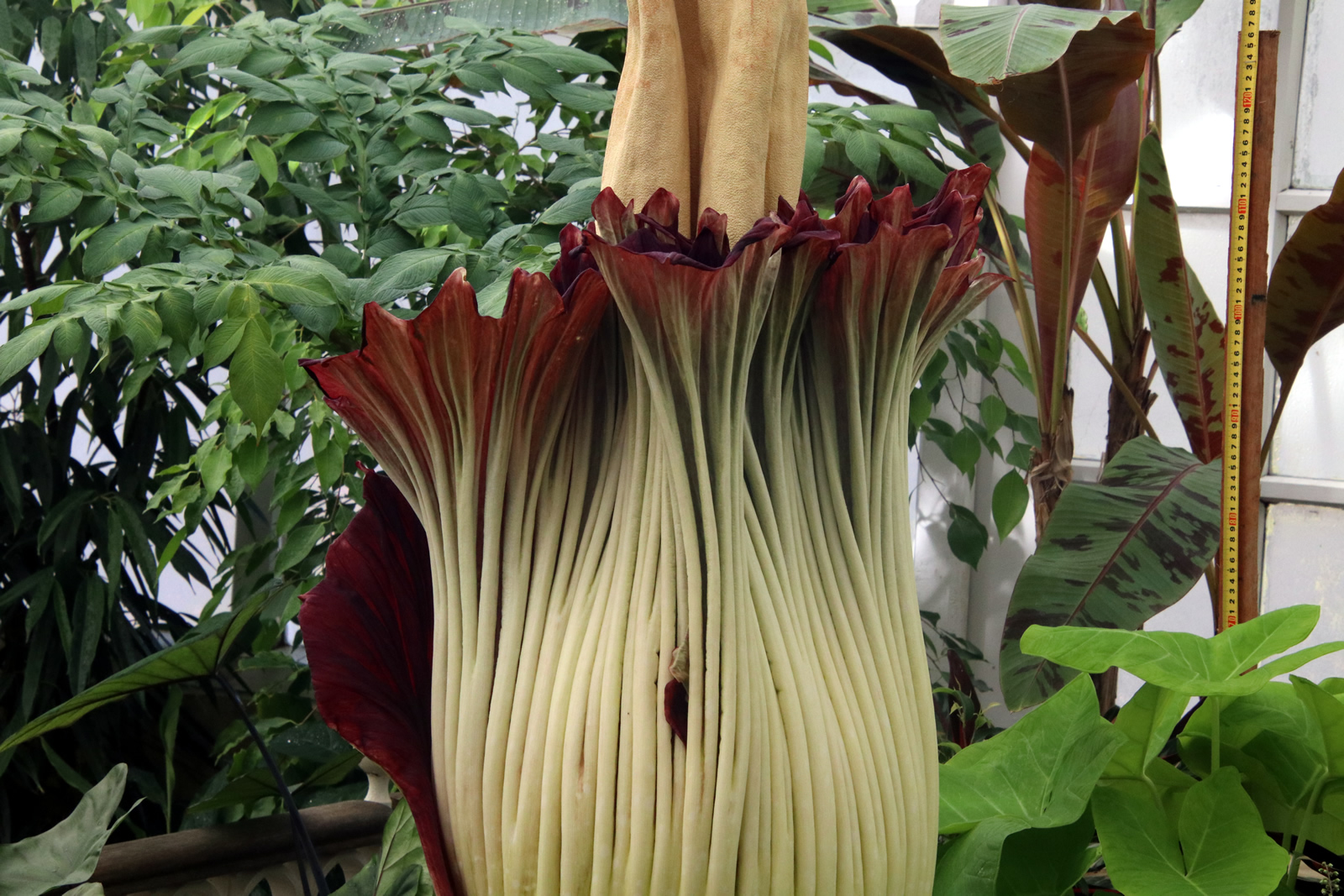 2018 02 06 CorpseFlower 2148